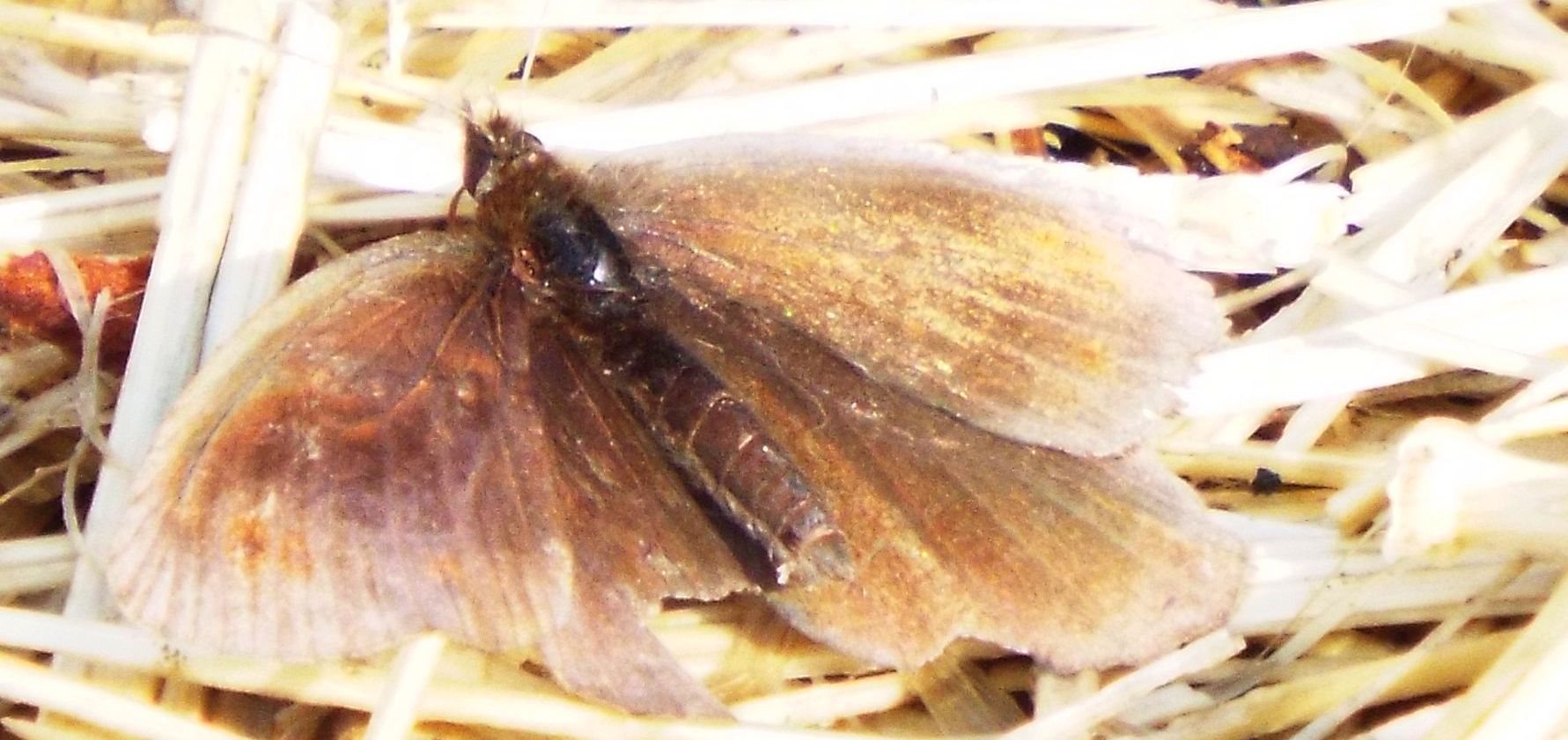 Farfalle malmesse - Erebia sp.